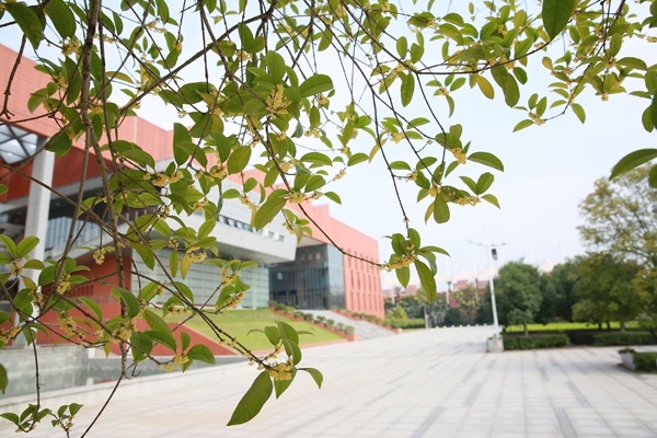 人如桂,香自来——8868·体育校园秋日掠影